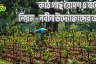 কাঠ গাছ রোপণ ও যত্নের নিয়ম – নবীন উদ্যোক্তাদের জন্য