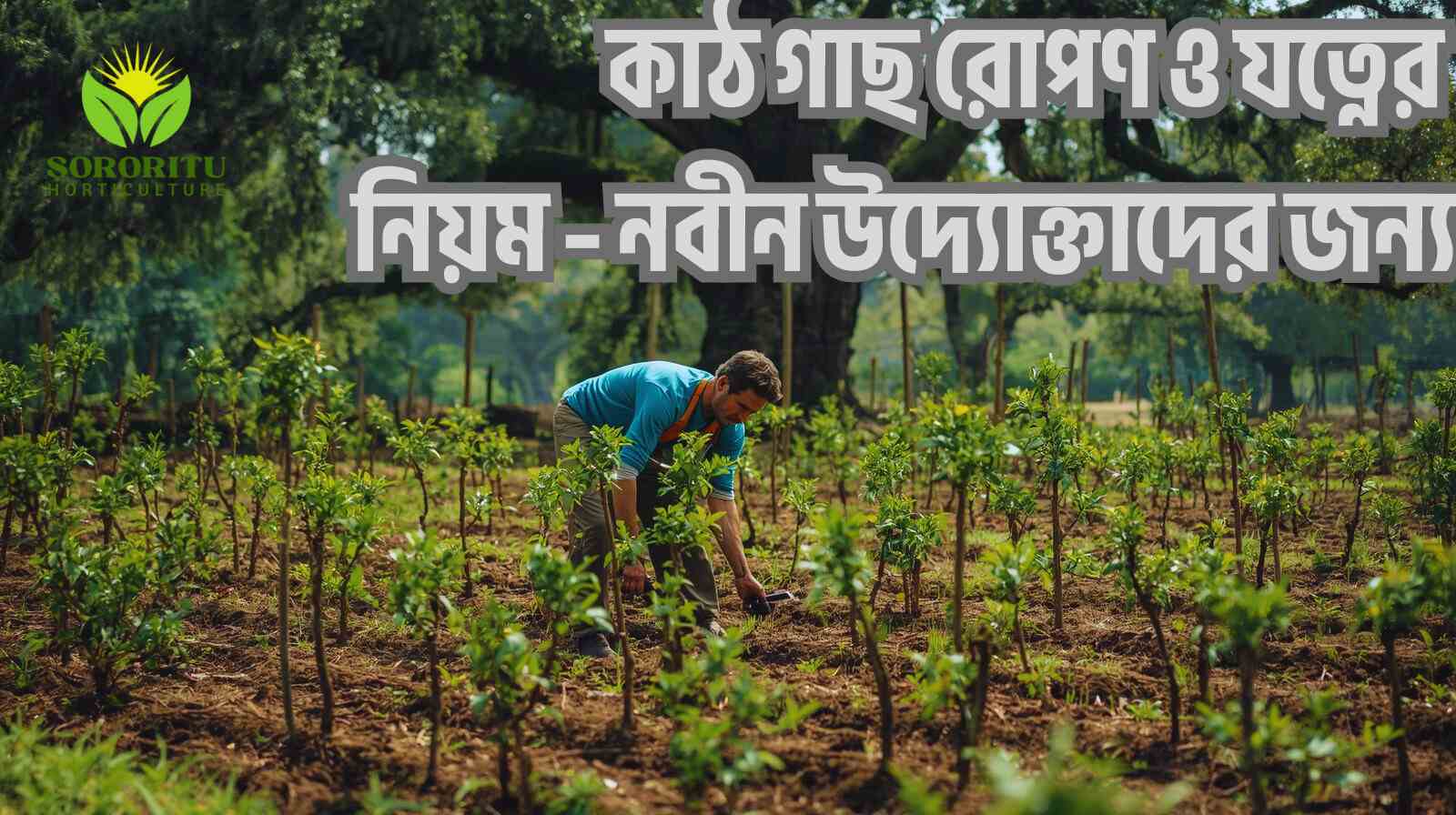 কাঠ গাছ রোপণ ও যত্নের নিয়ম – নবীন উদ্যোক্তাদের জন্য