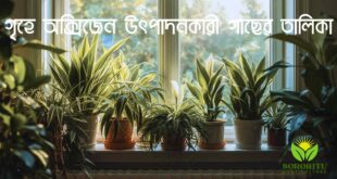 গৃহে অক্সিজেন উৎপাদনকারী গাছের তালিকা