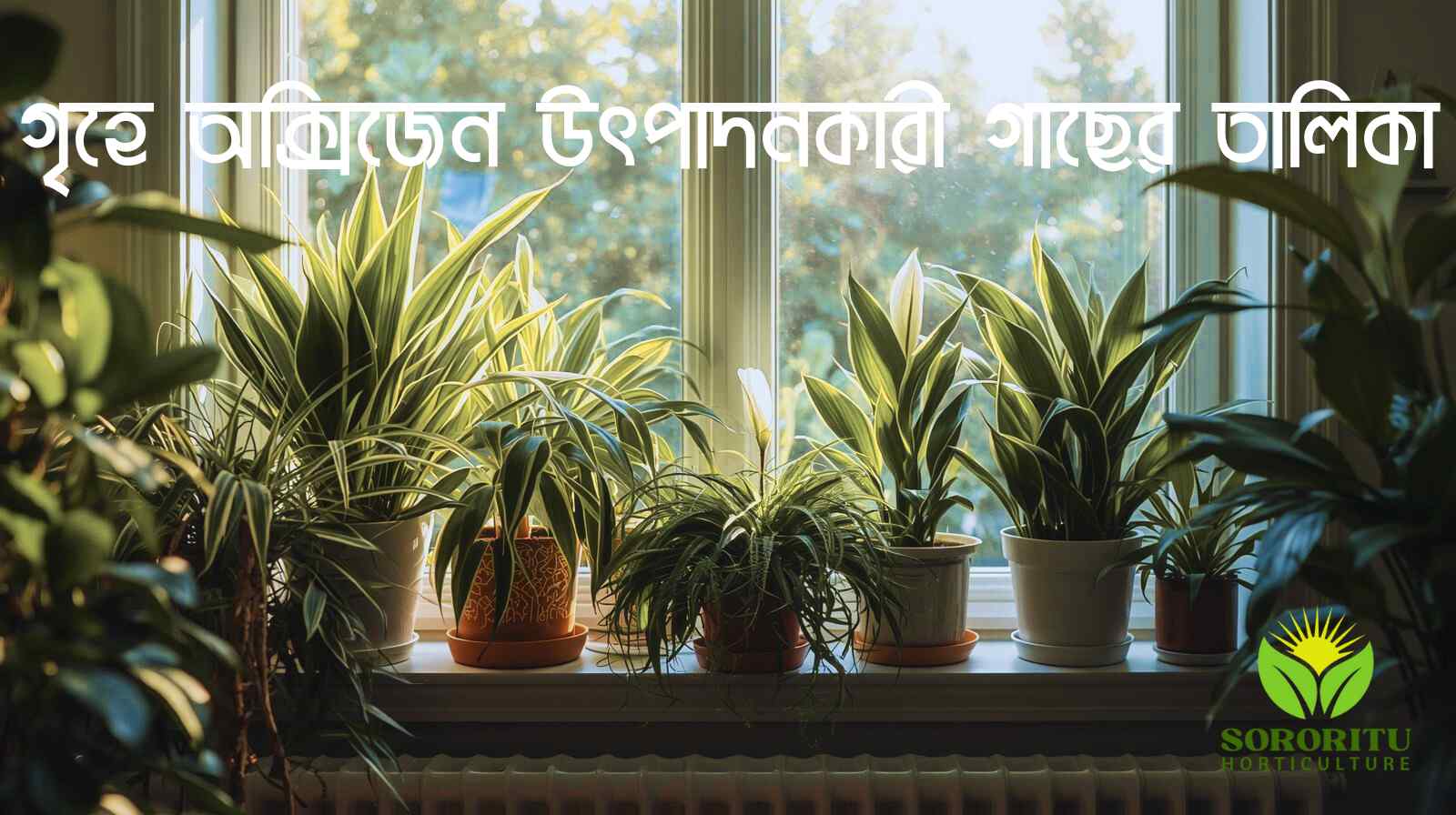 গৃহে অক্সিজেন উৎপাদনকারী গাছের তালিকা