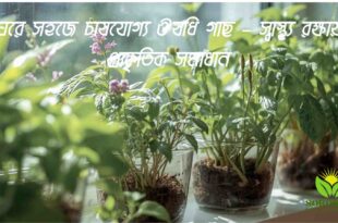 ঘরে সহজে চাষযোগ্য ঔষধি গাছ – স্বাস্থ্য রক্ষায় প্রাকৃতিক সমাধান