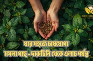 ঘরে সহজে চাষযোগ্য মসলা গাছ – দারুচিনি থেকে এলাচ পর্যন্ত