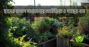ছাদের বাগান সাজানোর আইডিয়া ও গাছের নাম