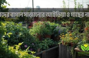 ছাদের বাগান সাজানোর আইডিয়া ও গাছের নাম
