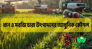 ধান ও সবজি চারা উৎপাদনের আধুনিক কৌশল
