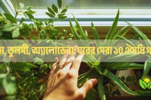 নিম, তুলসী, অ্যালোভেরা: ঘরের সেরা ১০ ঔষধি গাছ