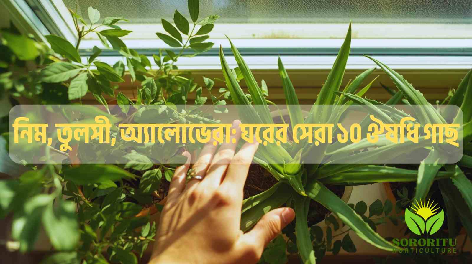 নিম, তুলসী, অ্যালোভেরা: ঘরের সেরা ১০ ঔষধি গাছ
