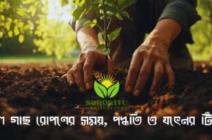 ফল গাছ রোপণের সময়, পদ্ধতি ও যত্নের টিপস
