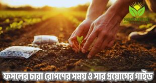 ফসলের চারা রোপণের সময় ও সার প্রয়োগের গাইড