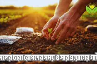ফসলের চারা রোপণের সময় ও সার প্রয়োগের গাইড