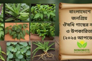 🌱 বাংলাদেশে জনপ্রিয় ঔষধি গাছের নাম ও উপকারিতা (২০২৫ আপডেট)