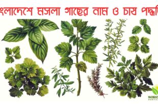 বাংলাদেশে মসলা গাছের নাম ও চাষ পদ্ধতি