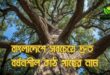 বাংলাদেশে দ্রুত বর্ধনশীল কাঠ গাছ: গামারি, আকাসিয়া, ইউক্যালিপটাস, করই—সম্পূর্ণ গাইড