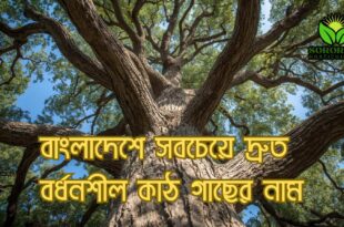 বাংলাদেশে দ্রুত বর্ধনশীল কাঠ গাছ: গামারি, আকাসিয়া, ইউক্যালিপটাস, করই—সম্পূর্ণ গাইড