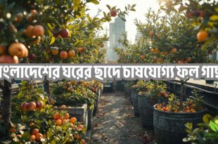 বাংলাদেশের ঘরের ছাদে চাষযোগ্য ফল গাছ