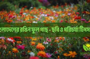 বাংলাদেশের রঙিন ফুল গাছ – ছবি ও পরিচর্যা টিপসসহ