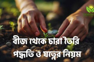 বীজ থেকে চারা তৈরি পদ্ধতি ও যত্নের নিয়ম | সহজ ও কার্যকর গাইড