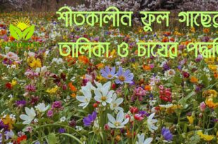 শীতকালীন ফুল গাছের তালিকা ও চাষের পদ্ধতি