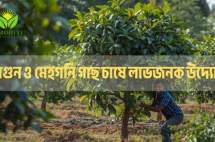 সেগুন ও মেহগনি গাছ চাষে লাভজনক উদ্যোগ