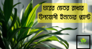 ঘরের ভেতর রাখার উপযোগী ইনডোর প্ল্যান্ট