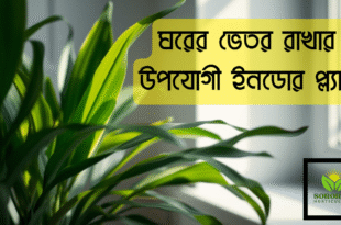 ঘরের ভেতর রাখার উপযোগী ইনডোর প্ল্যান্ট