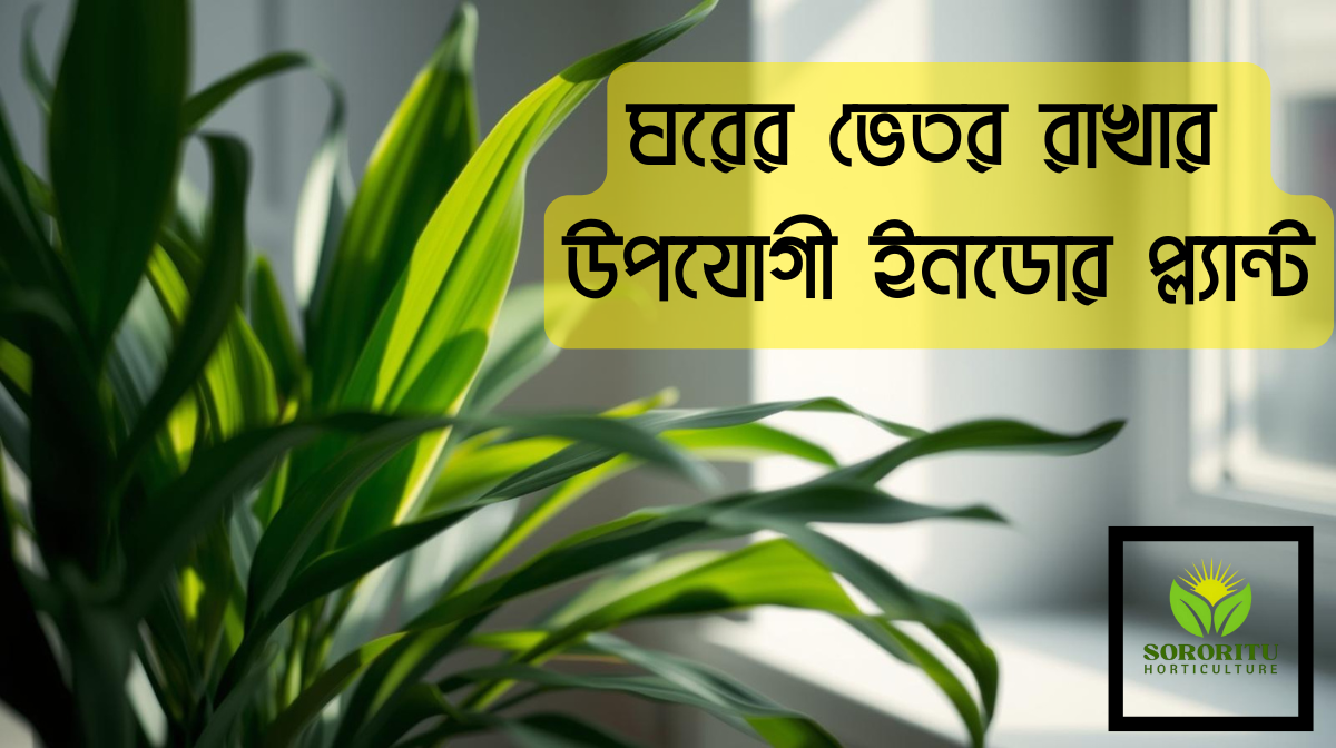 ঘরের ভেতর রাখার উপযোগী ইনডোর প্ল্যান্ট