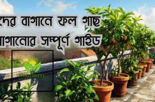 ছাদের বাগানে ফল গাছ লাগানোর সম্পূর্ণ গাইড