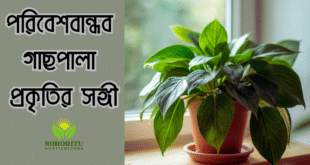 পরিবেশবান্ধব গাছপালা – প্রকৃতির সঙ্গী