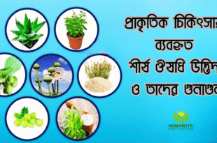 প্রাকৃতিক চিকিৎসায় ব্যবহৃত শীর্ষ ঔষধি উদ্ভিদ ও তাদের গুনাগুন