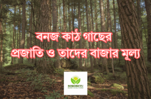 বনজ কাঠ গাছের প্রজাতি ও তাদের বাজার মূল্য