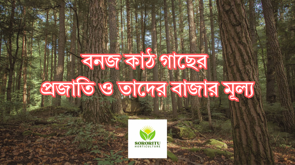বনজ কাঠ গাছের প্রজাতি ও তাদের বাজার মূল্য