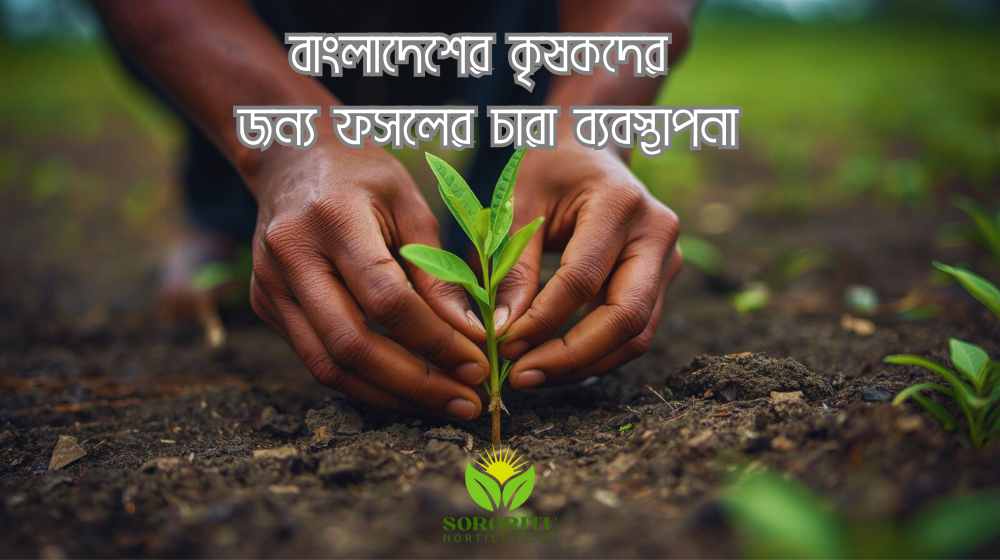 বাংলাদেশের কৃষকদের জন্য ফসলের চারা ব্যবস্থাপনা