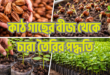 কাঠ গাছের বীজ থেকে চারা তৈরির পদ্ধতি