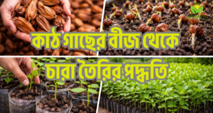কাঠ গাছের বীজ থেকে চারা তৈরির পদ্ধতি