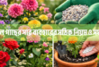 ফুল গাছের সার ব্যবহারের সঠিক নিয়ম ও সময়