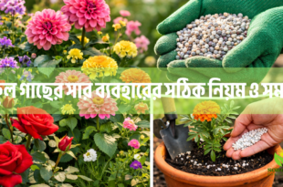 ফুল গাছের সার ব্যবহারের সঠিক নিয়ম ও সময়