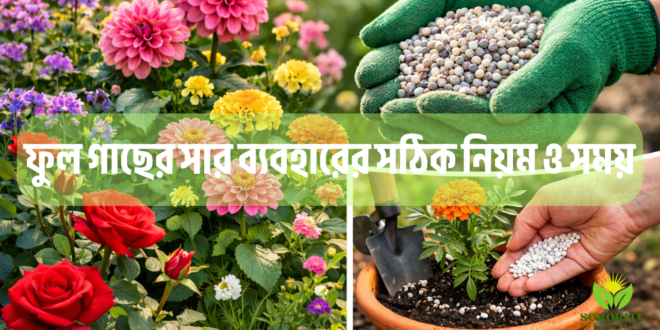 ফুল গাছের সার ব্যবহারের সঠিক নিয়ম ও সময়