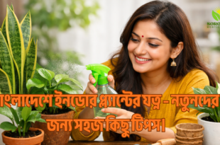 বাংলাদেশে ইনডোর প্ল্যান্টের যত্ন: নতুনদের জন্য পূর্ণাঙ্গ গাইড