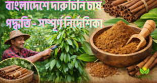 বাংলাদেশে দারুচিনি চাষ পদ্ধতি – সম্পূর্ণ নির্দেশিকা