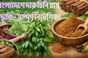 বাংলাদেশে দারুচিনি চাষ পদ্ধতি – সম্পূর্ণ নির্দেশিকা
