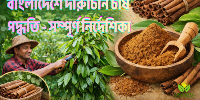 বাংলাদেশে দারুচিনি চাষ পদ্ধতি – সম্পূর্ণ নির্দেশিকা