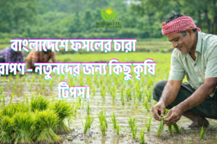 বাংলাদেশে ফসলের চারা রোপণ: নতুনদের জন্য কৃষি টিপস
