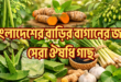 বাংলাদেশের বাড়ির বাগানের জন্য সেরা ঔষধি গাছ