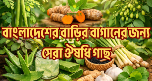 বাংলাদেশের বাড়ির বাগানের জন্য সেরা ঔষধি গাছ