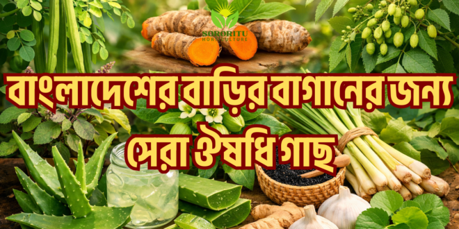 বাংলাদেশের বাড়ির বাগানের জন্য সেরা ঔষধি গাছ