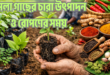 মসলা গাছের চারা উৎপাদন ও রোপণের সময়