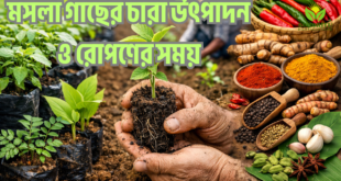 মসলা গাছের চারা উৎপাদন ও রোপণের সময়