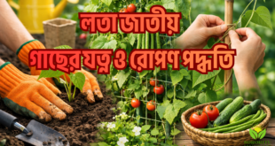 লতা জাতীয় গাছের যত্ন ও রোপণ পদ্ধতি
