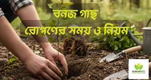বনজ গাছ রোপণের সময় ও নিয়ম