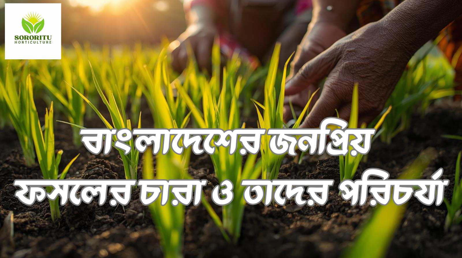 বাংলাদেশের জনপ্রিয় ফসলের চারা ও তাদের পরিচর্যা